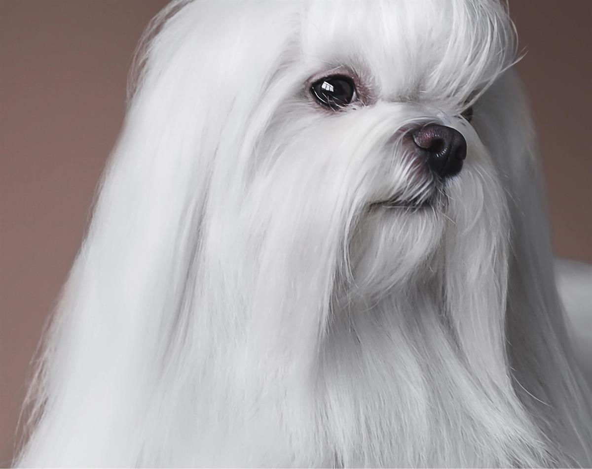 Maltese