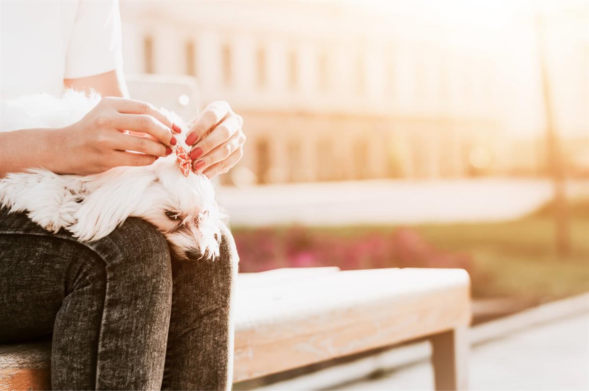 Maltese