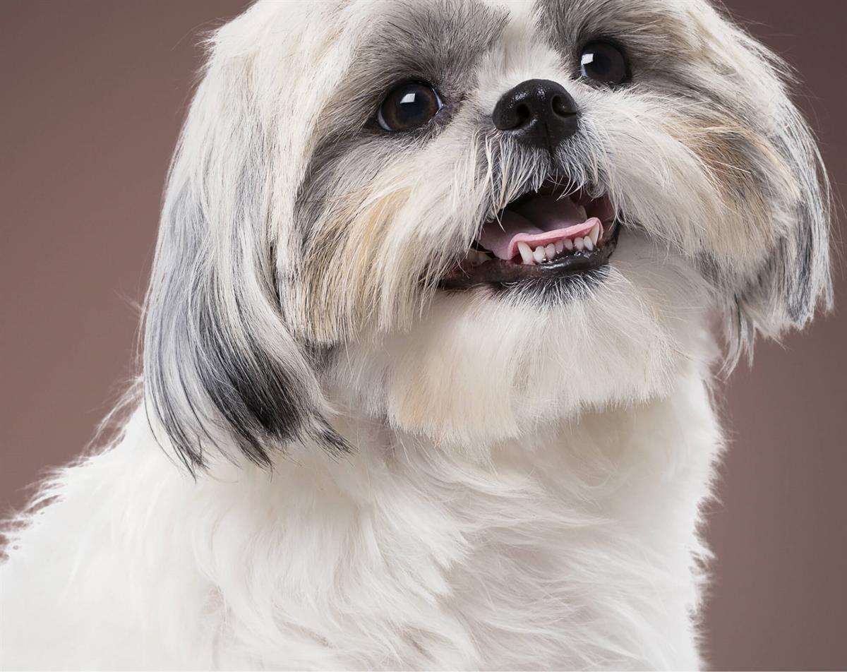 Shih-Tzu