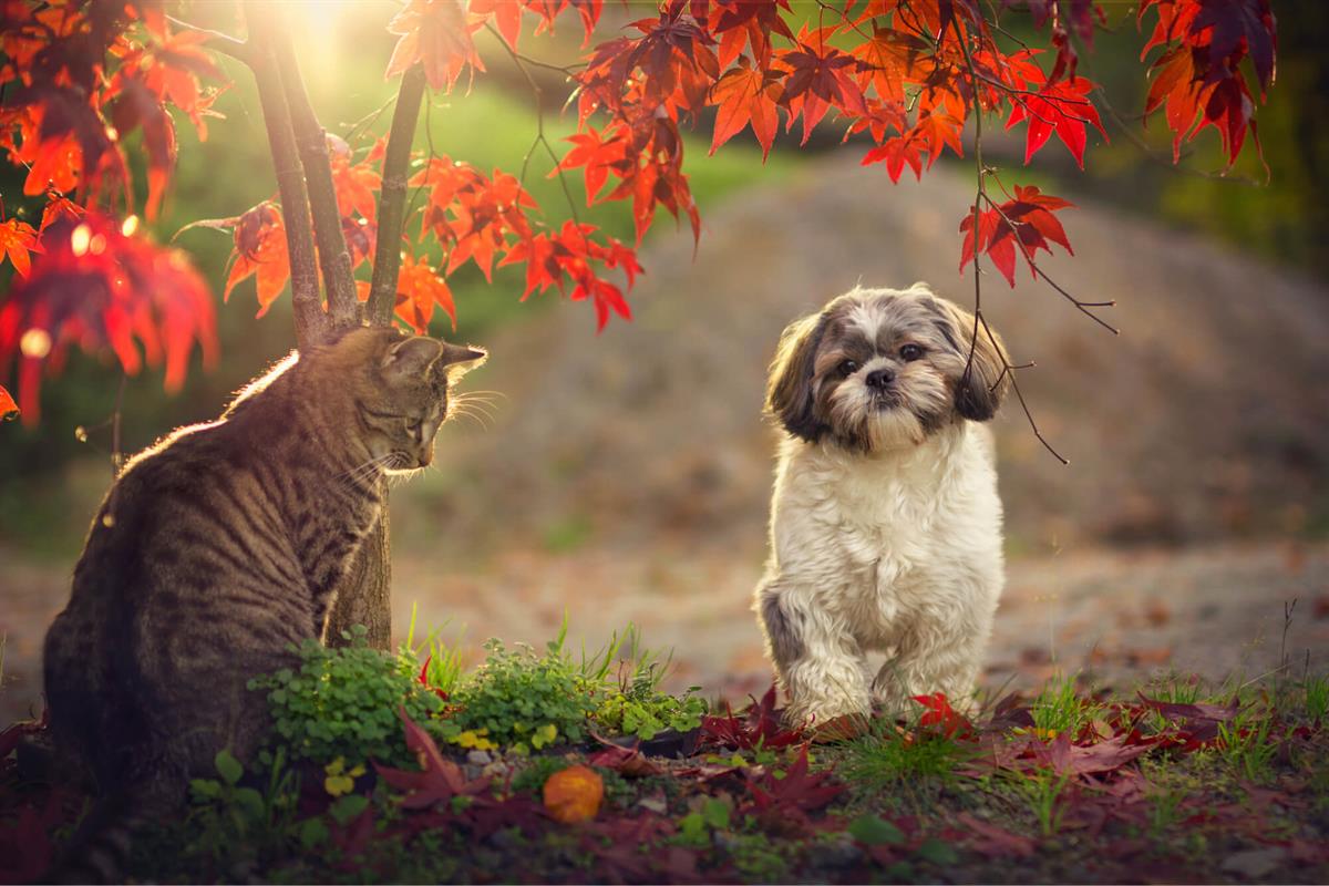 Shih-Tzu