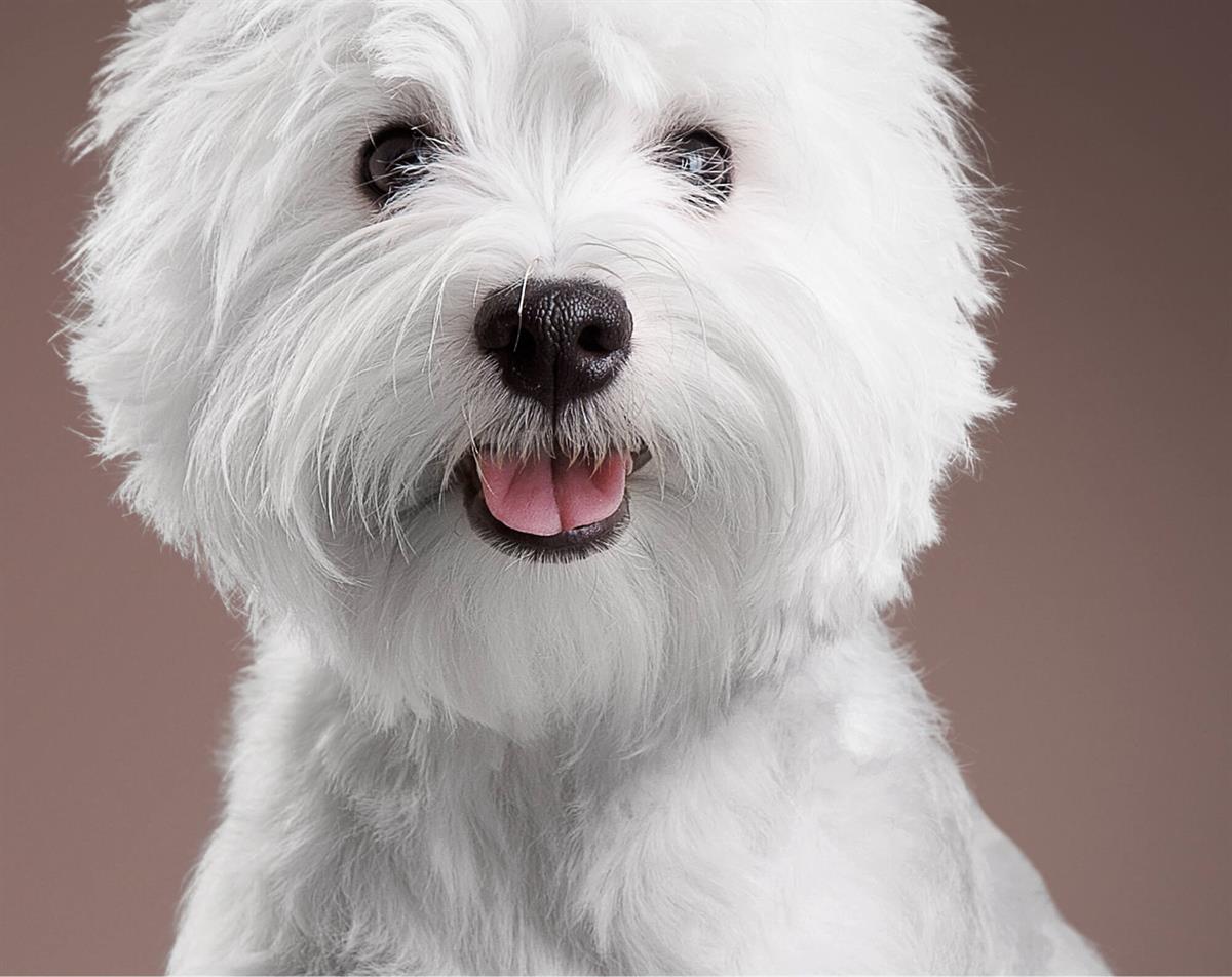 West Highland White Terrier