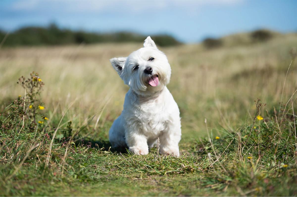 West Highland White Terrier