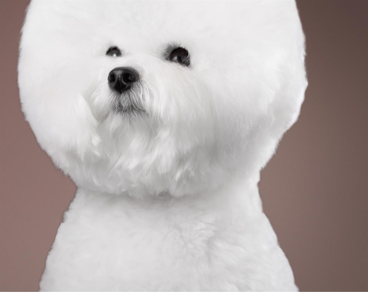 Bichon