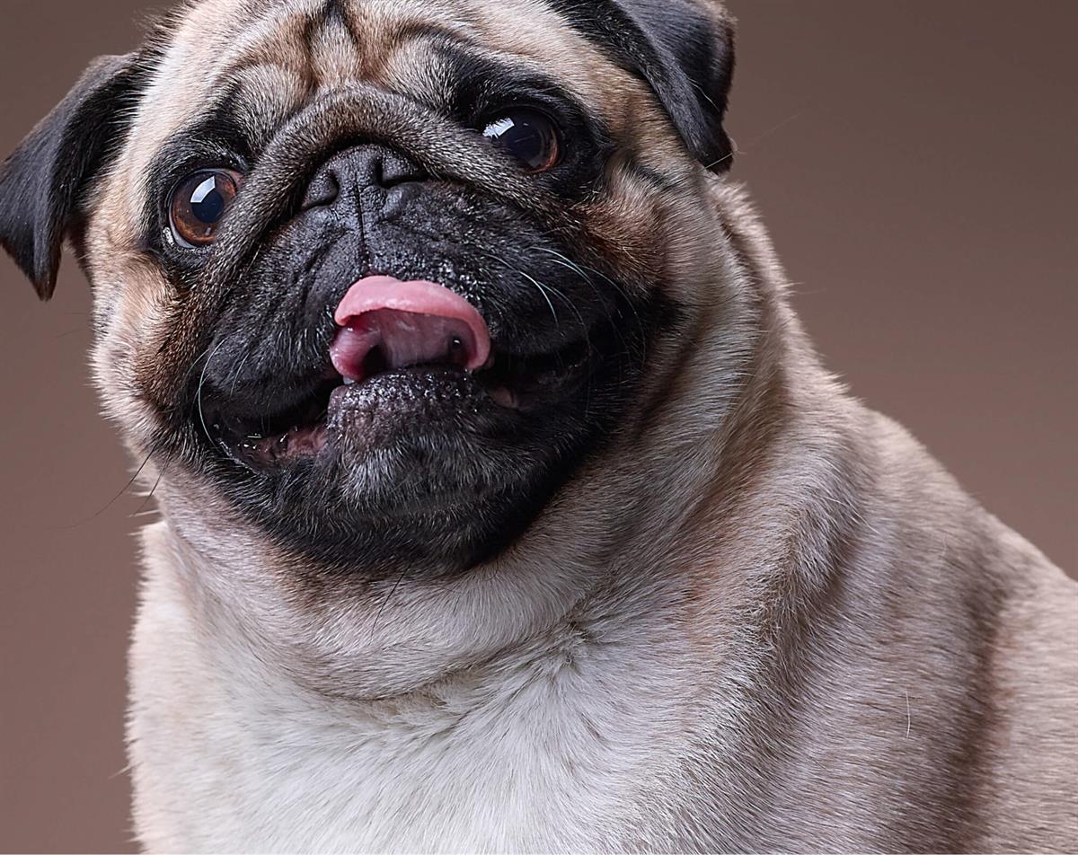 Pug