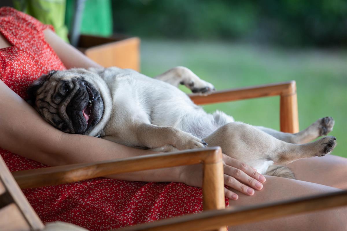 Pug