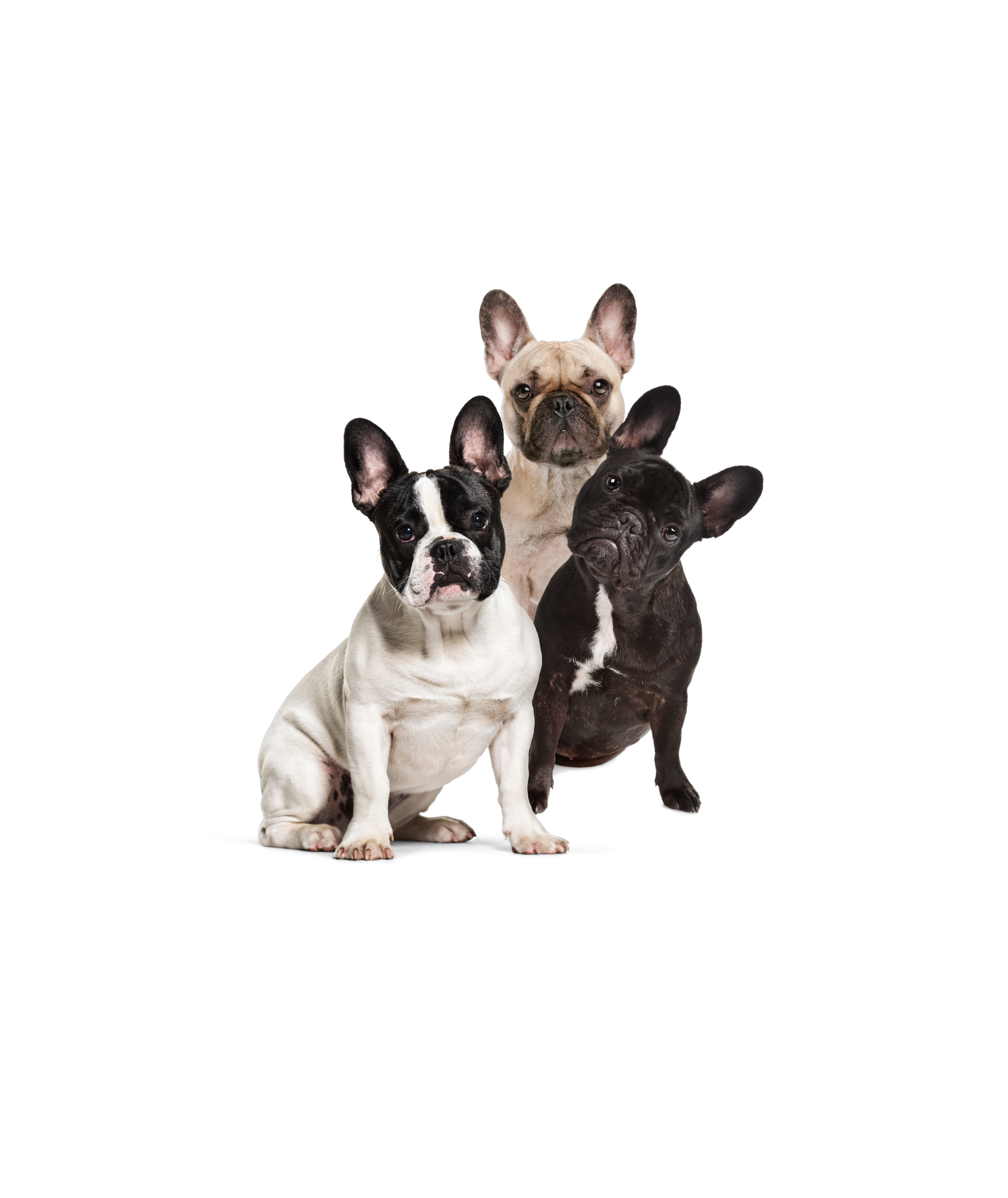 French bulldog