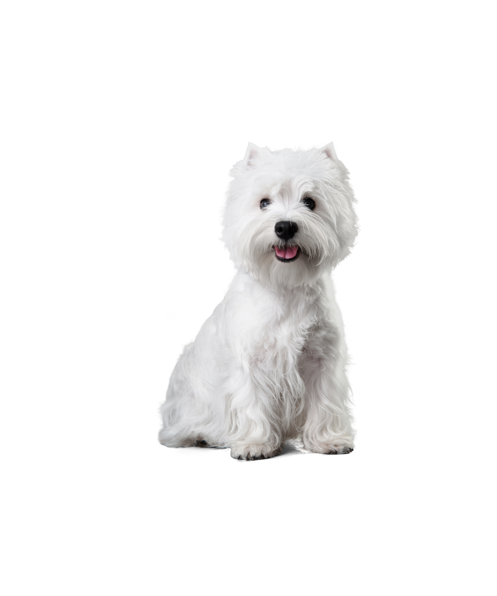 West Highland White Terrier