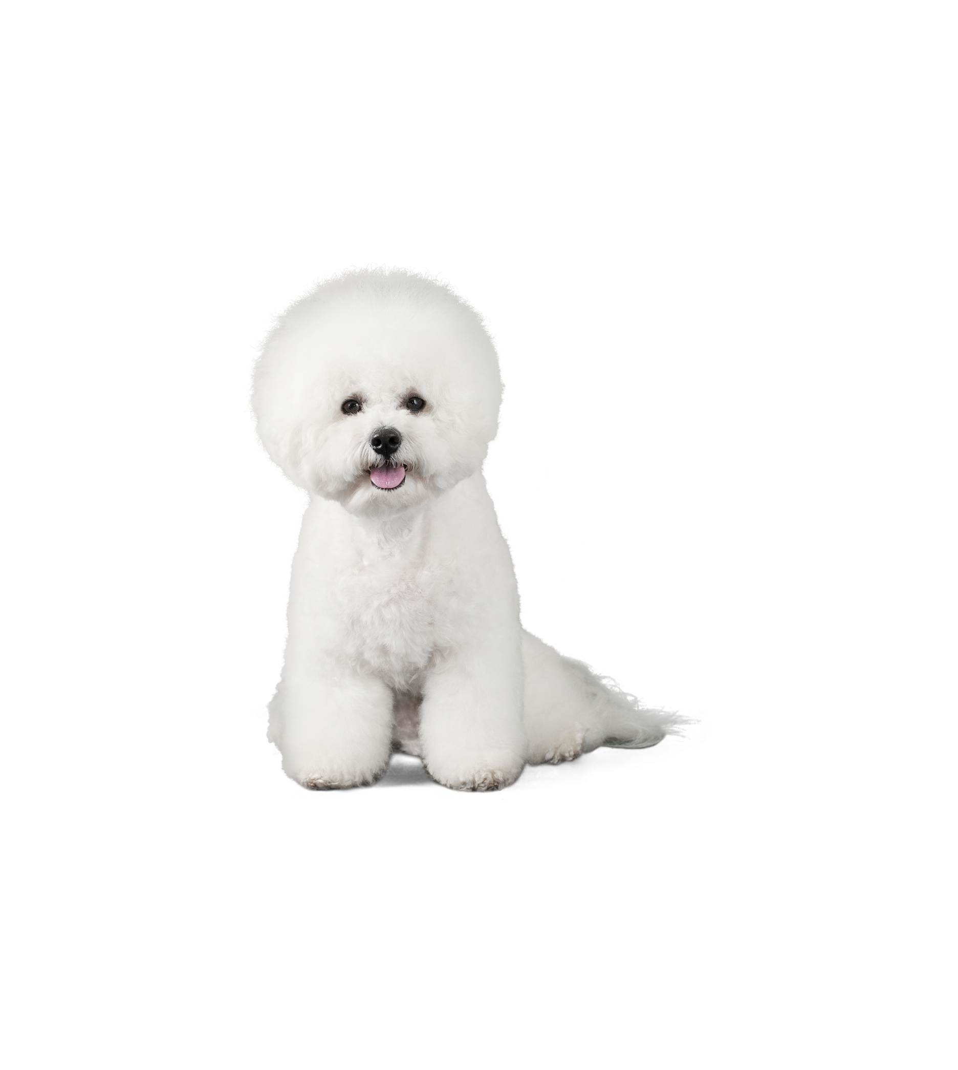 Bichon Frise