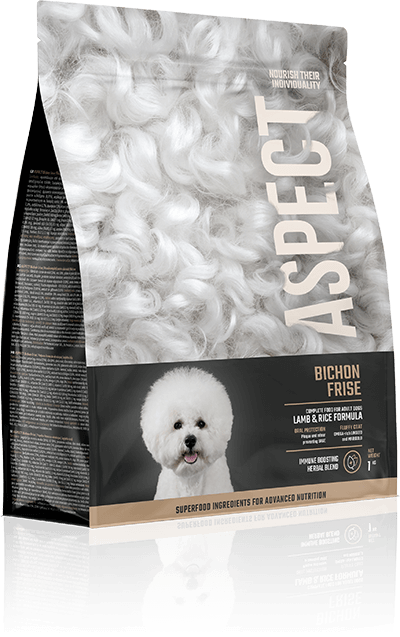 Bichon Frise